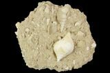 Eocene Fossil Gastropods (Sycostoma & Sigmesalia) - Damery, France #103849-1